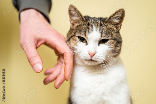 Fototapeta Naklejka Na Ścianę i Meble -  Shelter for animals concept. Caring for pets. Volunteer petting and caressing a stray cat in an animal shelter on a yellow background. Concept of volunteering. Volunteer organization for poor animals
