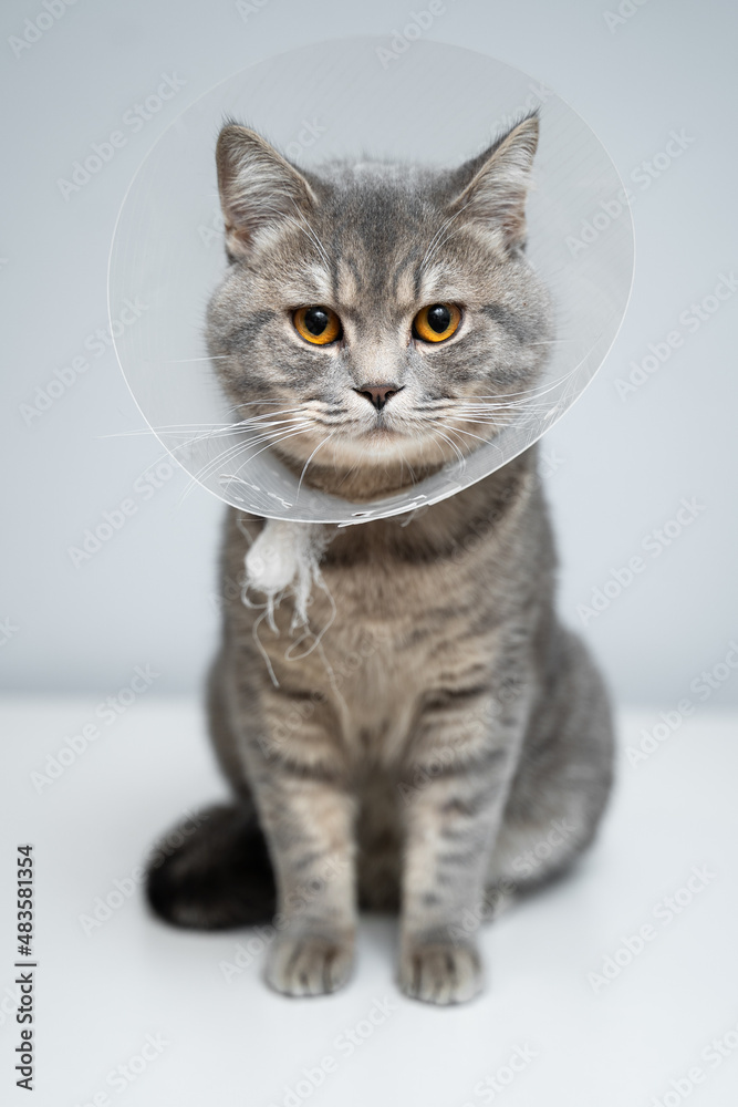 Plastic protective collar for animal on cat of British breed posing in studio. Recovery collar method of preventing animals from aggravating healing wound. Portrait scottish cat in veterinary collar