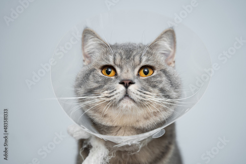 Scottish straight gray cat in veterinary plastic cone on head at recovery after surgery posing in animal clinic. Animal healthcare. Pet in funnel posing on examination table at veterinary hospital