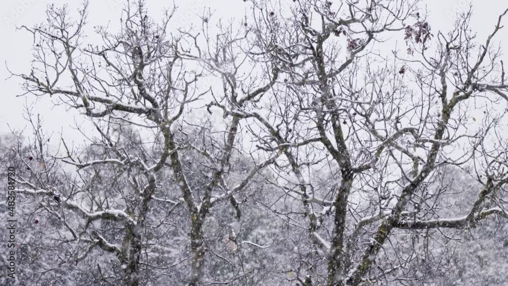 Slow motion of heavy snow falling on trees in a dense forest Slow motion of heavy snow falling on trees in a dense forest
