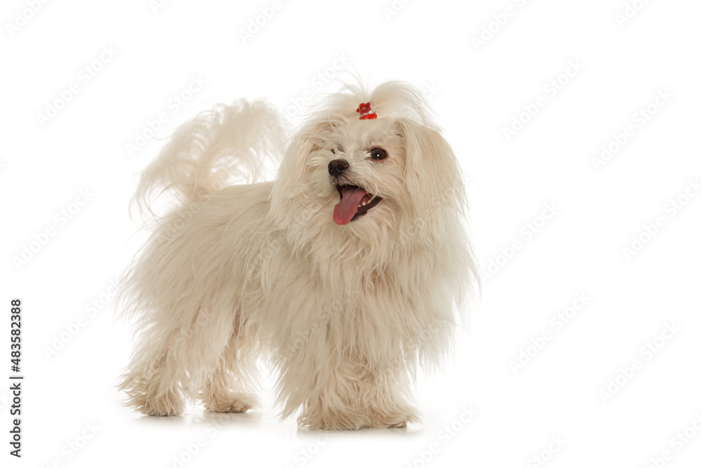 White Maltese dog isolated on white background White Maltese dog isolated on white background