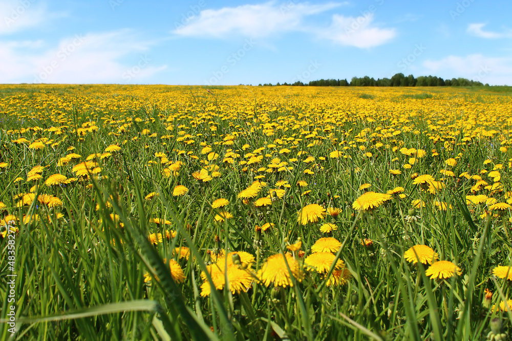 Beautiful flowers of yellow dandelions in nature in warm summer or spring in a meadow in sunlight. A dreamy artistic image of the beauty of nature. Soft focus. Beautiful flowers of yellow dandelions in nature in warm summer or spring in a meadow in sunlight. A dreamy artistic image of the beauty of nature. Soft focus.