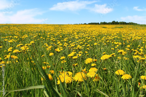 Beautiful flowers of yellow dandelions in nature in warm summer or spring in a meadow in sunlight. A dreamy artistic image of the beauty of nature. Soft focus.