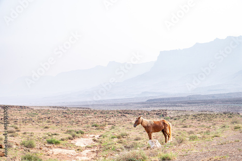 Wild Horse on the Roadside in Utah in Fog Caused by Wildfires