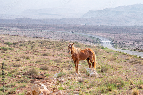Wild Horse on the Roadside in Utah in Fog Caused by Wildfires