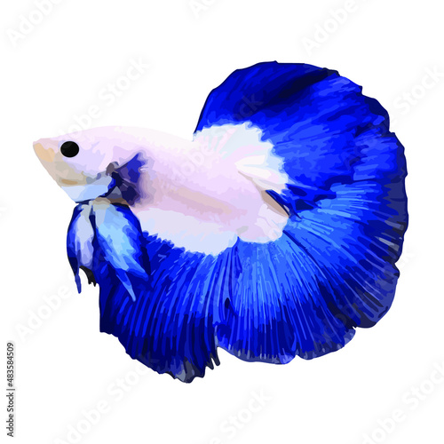 Siamese fighting fish. Vector illustration