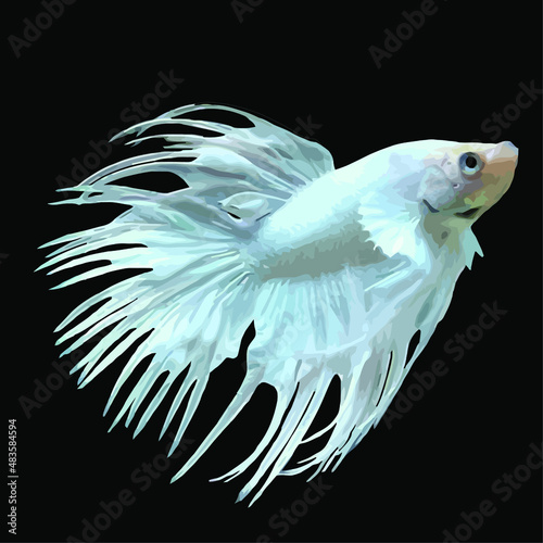 Siamese fighting fish. Vector illustration