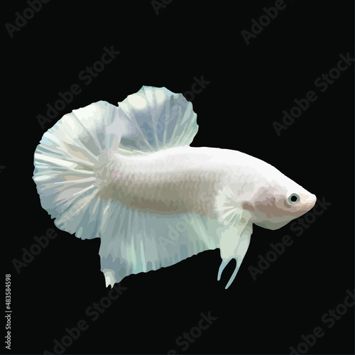Siamese fighting fish. Vector illustration