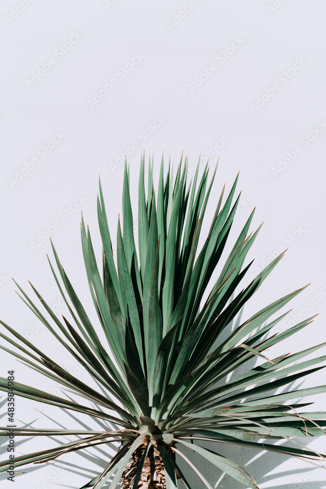 Fototapeta premium fresh green yucca leaves on a white background. A green yucca plant isolated on a white background.
