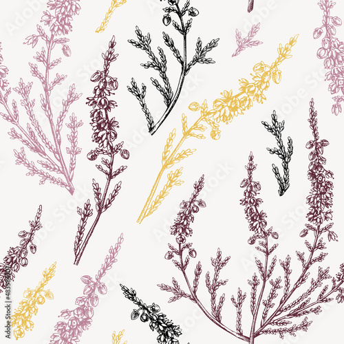 Hand sketched heather background. Vintage summer florals drawing seamless pattern. Traditional plant of Scotland. Botanical elements in engraved style. Heather flowers backdrop.