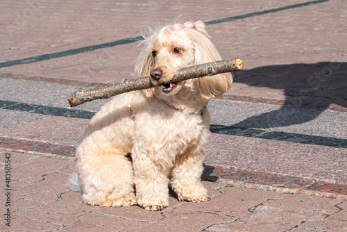 Light brown poodle maltipu. A toy poodle dog holds a stick in its teeth on the pavement. Dog games, dog training.