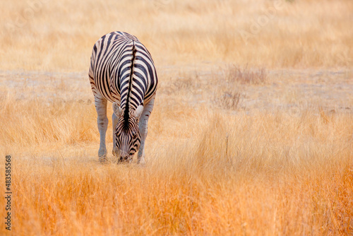 Herd of zebras in yellow grass - Etosha park  Namibia