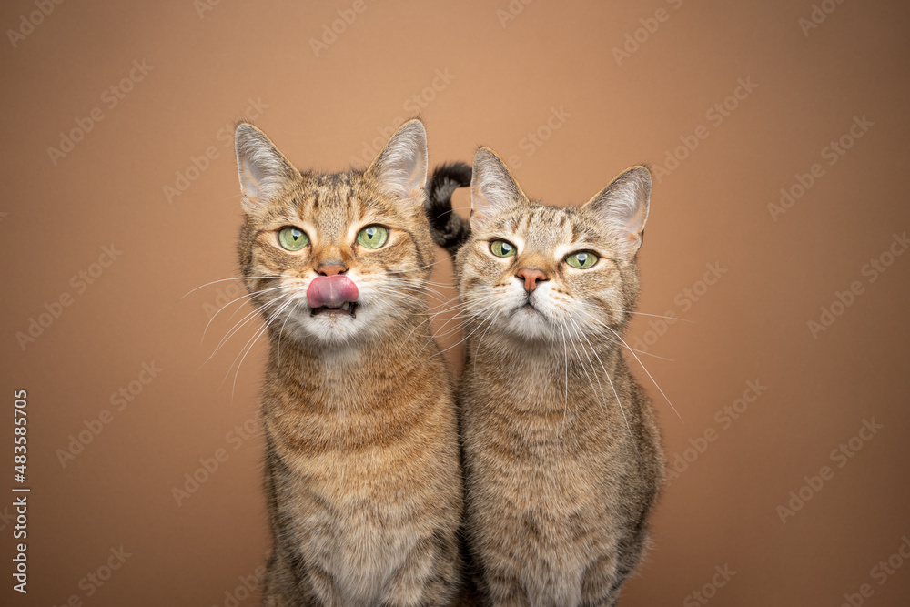 two tabby domestic shorthair cats side by side hungry waiting for food licking lips with copy space