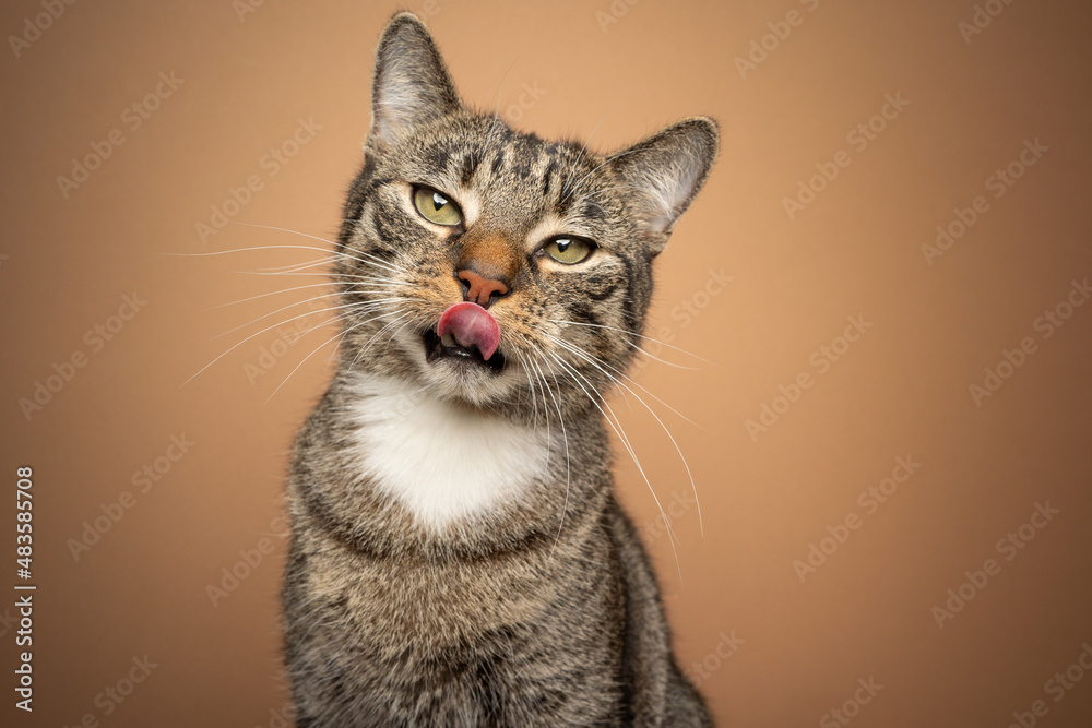 hungry tabby cat licking lips looking at camera on brown background with copy space