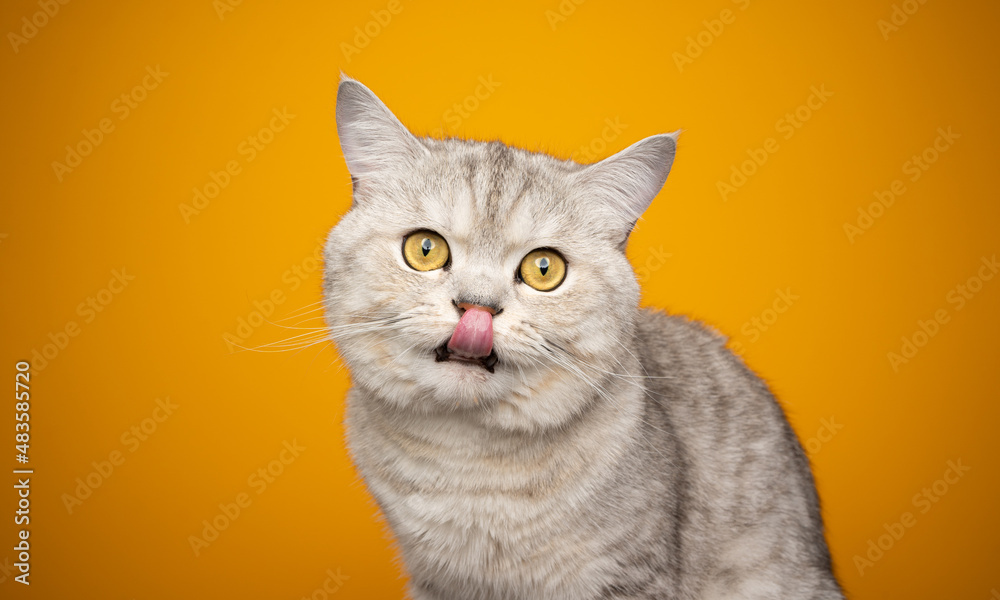 fluffy british shorthair cat hungry waiting for food licking lips on yellow background with copy space