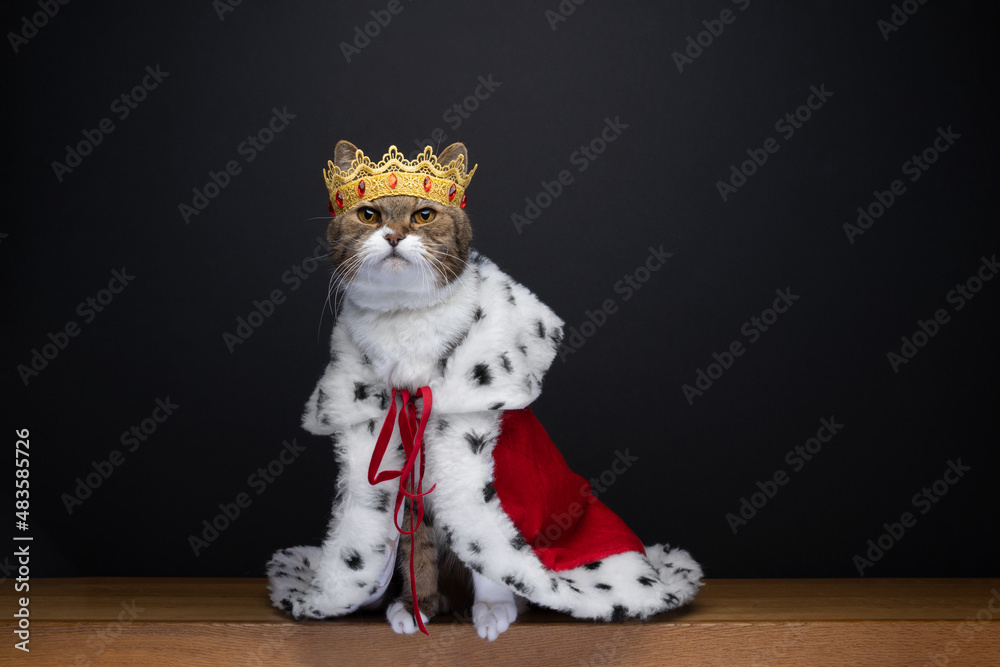 cute cat wearing royal kitty king outfit costume with golden crown and red ermine coat on black background with copy space - obrazy, fototapety, plakaty 