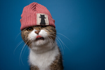 cool cat wearing beanie with kitty label sticking out tongue looking cute on blue background with copy space