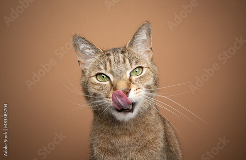 hungry tabby cat licking lips looking at camera waiting for food on brown background with copy space