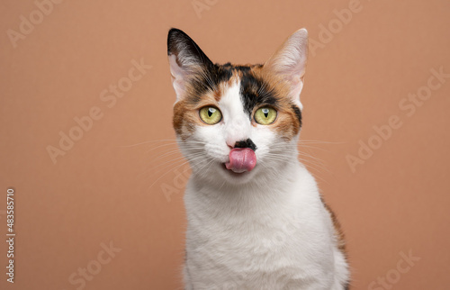 hungry white calico tricolor cat licking lips waiting for food looking at camera on beige or light brown background with copy space
