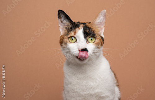hungry white calico tricolor cat licking lips waiting for food looking at camera on beige or light brown background with copy space photo