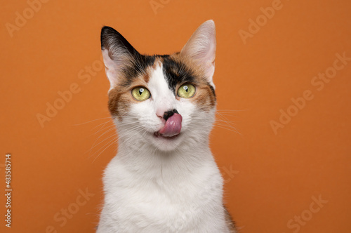 hungry white calico tricolor cat licking lips waiting for food looking at camera on orange background with copy space