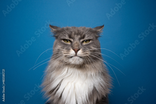 szary biały portret kota patrzący na aparat zły lub niezadowolony na niebieskim tle