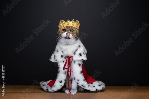 cute hungry cat wearing royal king costume with crown licking lips looking at camera on black background with copy space