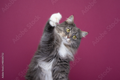 playful blue tabby maine coon cat with white paws raising paw on burgundy or bordeaux colored background with copy space