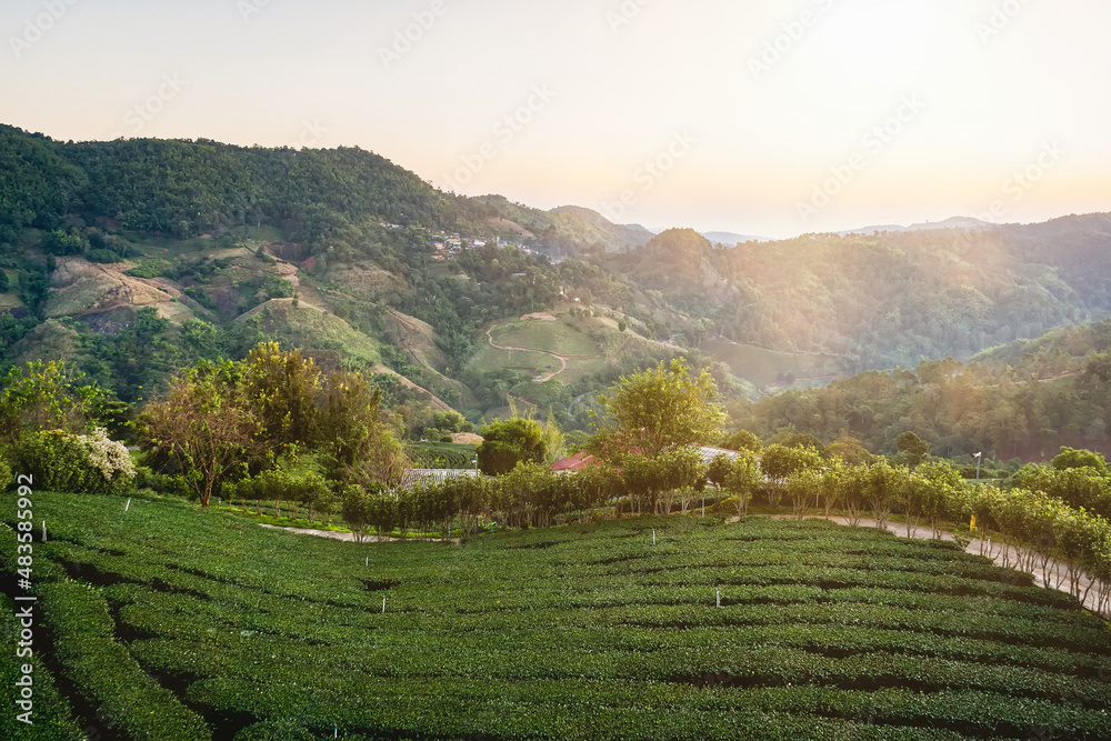 Obraz premium Chiang Rai Thailand, rows of tea plants following contours of hill on plantation in the morning sun.