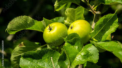 Bright green russet apples growing on a tree in the summer sun photo