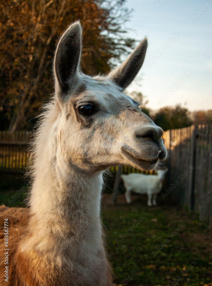 Fototapeta premium close up of a llama