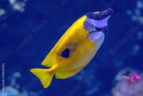 Colorful surgeonfish fish of sea aquarium with coral reef. Foxface rabbitfish: Siganus vulpinus species of family Siganidae. Fish of the Indian and Pacific Oceans, Australia and Hawaii. photo