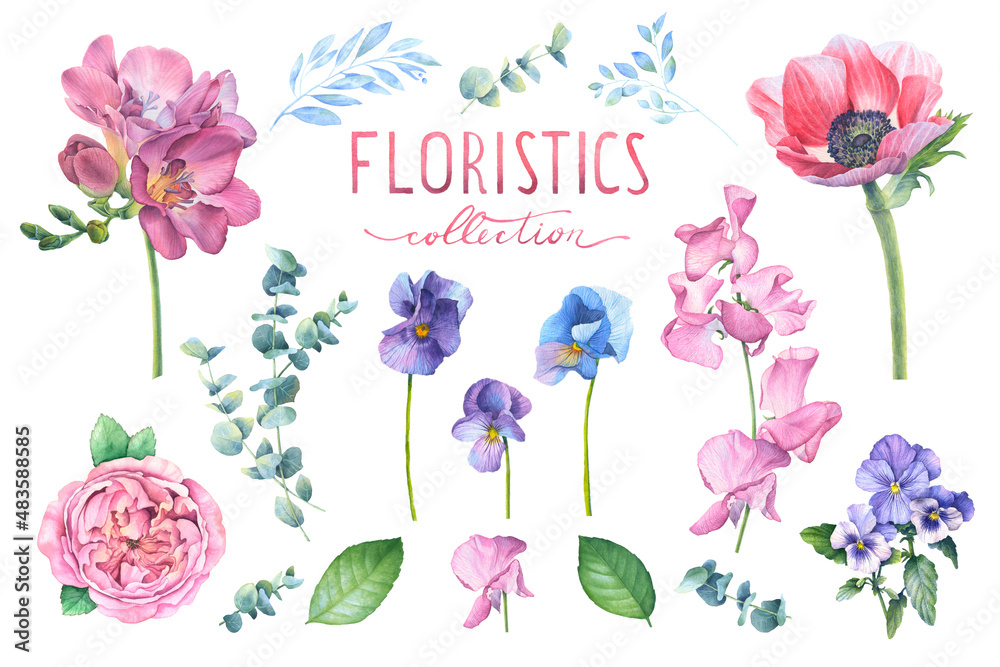 Large collection of watercolor elements. Beautiful flowers and plants. Freesia, anemone, sweet peas, peony, rose, viola, eucalyptus. Illustrations hand-drawn on a white background. Floral design.