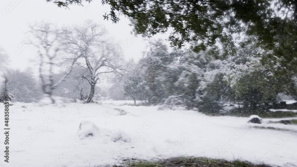 Slow motion of heavy snow falling on trees in a dense forest Slow motion of heavy snow falling on trees in a dense forest