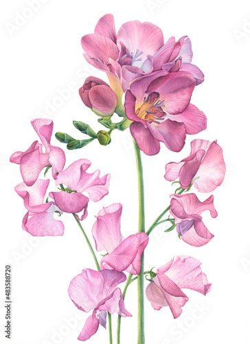 Freesia flower and sweet pea. Botanical illustration hand drawn in watercolor on a white background. Image for postcard  congratulations  invitation  romantic design.