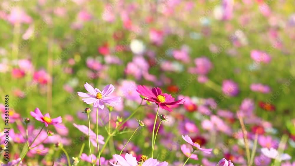 Cosmos flowers in the garden , Lumphum province Thailand. Cosmos flowers in the garden , Lumphum province Thailand.