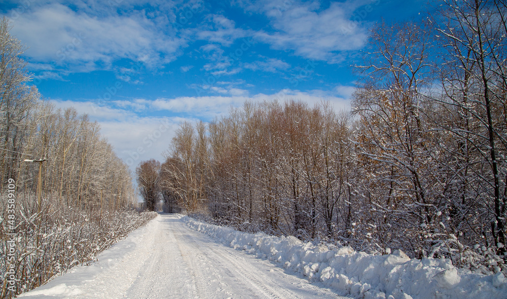 Obraz premium winter road leading into the forest