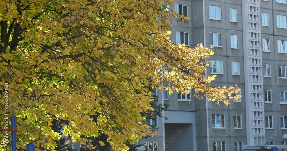 leaves fall from trees in autumn leaves fall from trees in autumn