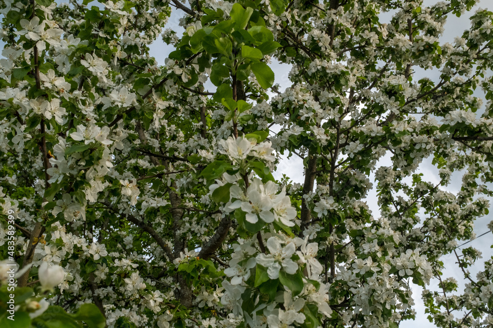 Branches of a blossoming apple tree. Blossom apple-tree flowers close-up. White apple flowers for publication, design, poster, calendar, post, screensaver, wallpaper, postcard, banner, cover, website Branches of a blossoming apple tree. Blossom apple-tree flowers close-up. White apple flowers for publication, design, poster, calendar, post, screensaver, wallpaper, postcard, banner, cover, website