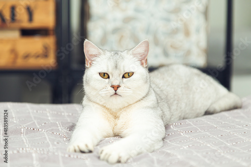 British silver cat imposingly lies on the bed.