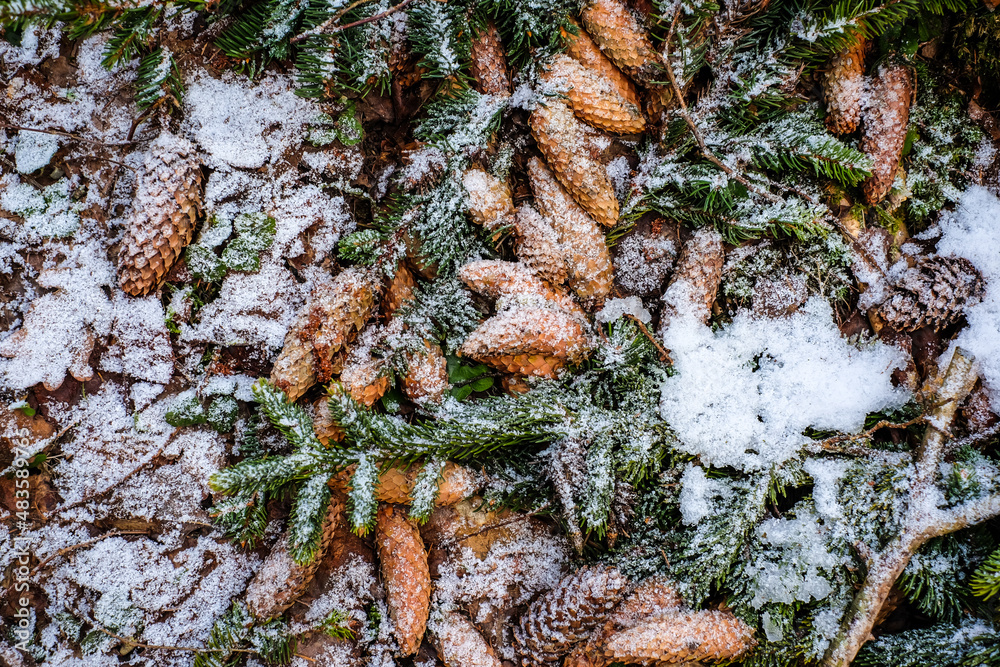 Beautiful spruce cones in the forest in winter. Selective focus