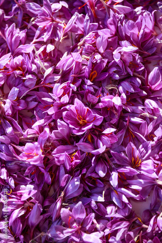 Saffron flowers background. Top view crocus flowers. Saffron Harvest. Purple background.