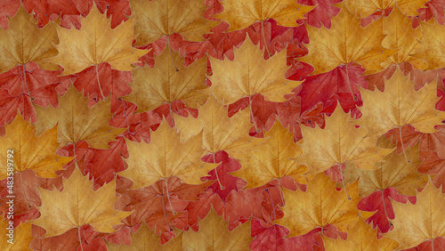 Background with colorful autumn leaves