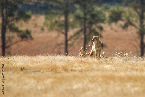 Fototapeta Naklejka Na Ścianę i Meble -  Coyote hunting in grasslands