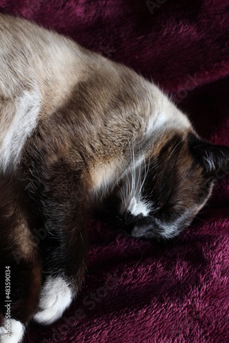 Sleeping Siamese Cat Fluffy Fur and Whiskers Kitten on Purple Blanket with Cute Paws Pads and Whiskers 