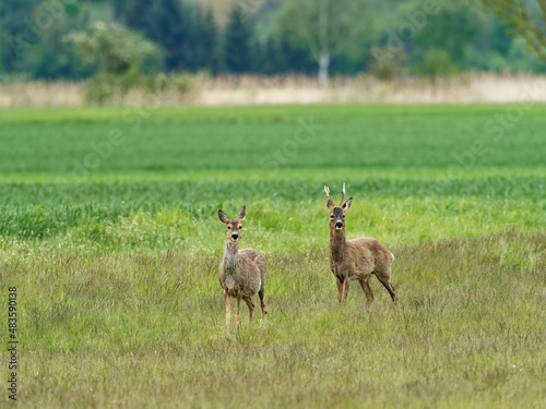 Reh  Capreolus capreolus 