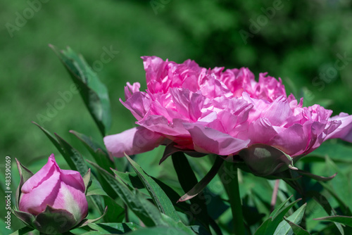 Tree peony (Paeonia suffruticosa) in park.
