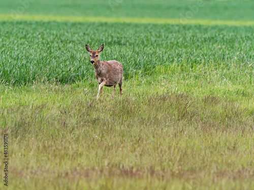 Fototapeta Naklejka Na Ścianę i Meble -  Reh, Capreolus capreolus,