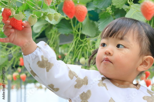 いちご狩りを体験している子供