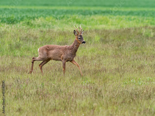 Reh  Capreolus capreolus 